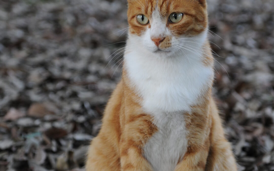 What to Look for in Cat Friendly Apartments in Verona WI