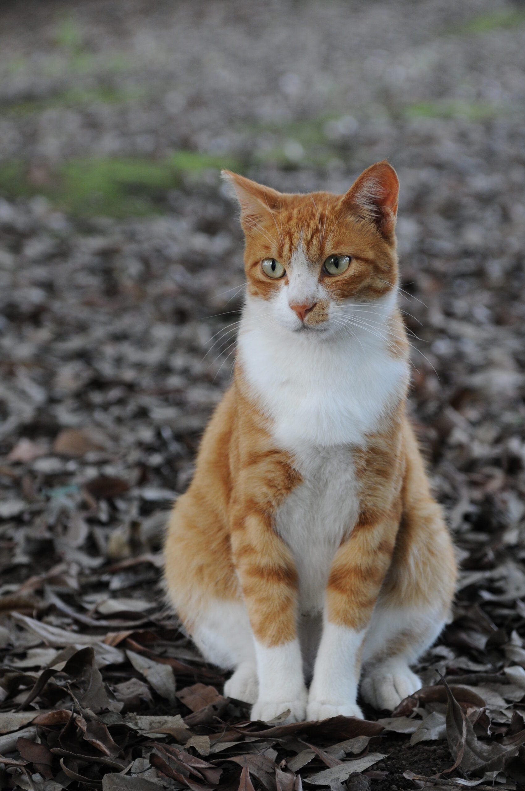 Orange tabby cat sitting on fallen leaves-Hisashi-01